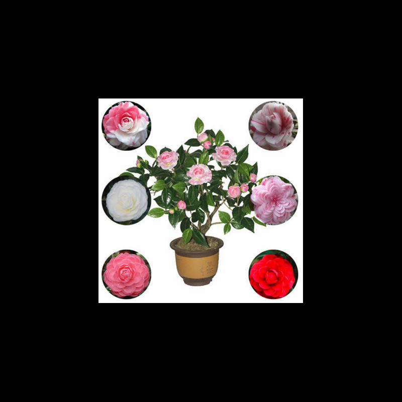 Mountain Camellia seed flower seed flower and trees seeds