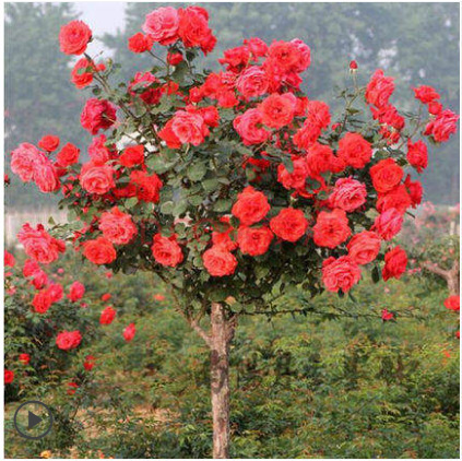 Прививка, похожая на розовый пень, рассада розового дерева, старый пень, Крытый сад в горшке, балкон, большой цветок, ароматное всесезонное цветение