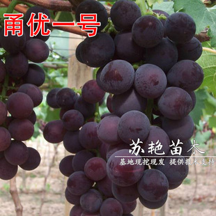 ������ֱ�N ����ѿ׃���� 𮃞һ̖������ ���ј����Ϸ������Nֲ