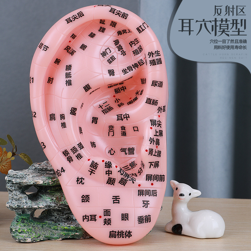 Ear Acupoint Model Ear Model Ear Ear Reflex Zone Massage Acupoint Clear Engraving Traditional Chinese Medicine Reference Large Size 17cm