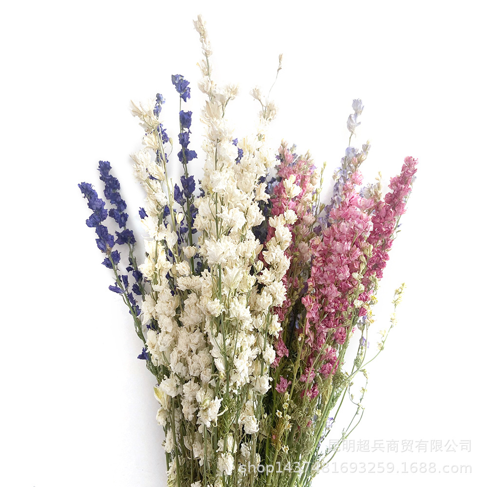 [Plover] Delphinium dried flowers