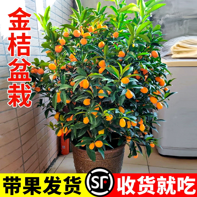 Crispy Kumquat Potted Plants, Edible with Fruit and Soil, Shipped Potted Balcony Outdoor Orange Saplings for Planting in the North and South