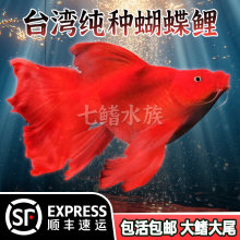 火焰红色蝴蝶鲤纯种短身球体大旗大尾耐寒冷水观赏鱼淡水锦鲤鱼苗