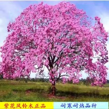 �ۻ��L�ľ��ͥԺ�e��У�@�L��������L�ľ�໨�ϻ��S���L⏘���