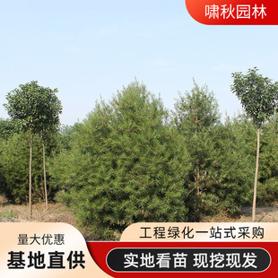 3�װ�Ƥ���^�p��Ҏ��ȫ��Ƥ�ɘ��玧�I�B���������Ƥ�ɘ��� ����