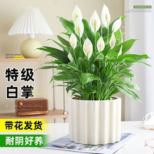 Place a Peace Lily in the Living Room, Hydroponic Potted Peace Lily, Office Combination, High-End Large Pot Peace Lily Wine