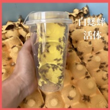 白蟋蟀蛐蛐活体活虫爬宠饲料鸟蜥蜴蜘蛛守宫树蛙养殖针头零售批发