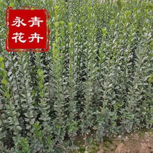 批發北海道黃楊樹綠籬高速路行道樹苗木1米1.5米北海道黃楊價格