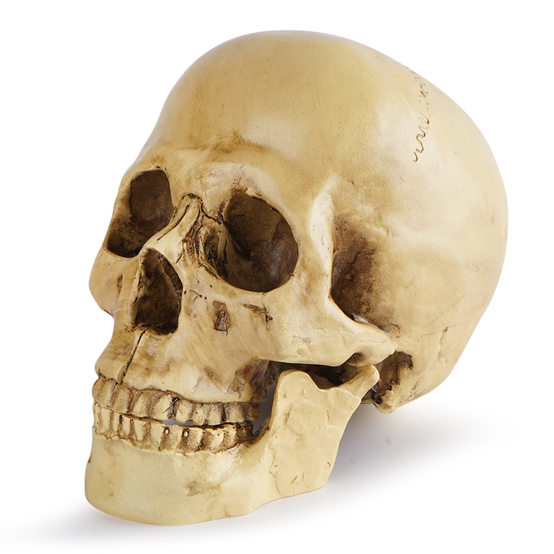 1:1 Skull Medical Resin Skull Crafts Personalized Ornaments Export Supply Halloween Decorative Skull