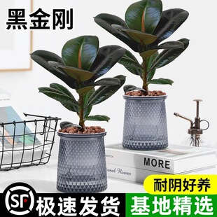 �ڽ�����Ƥ�������҃ȾGֲ����ȩ�ļ����B�׻�����՚����z��ֲ��