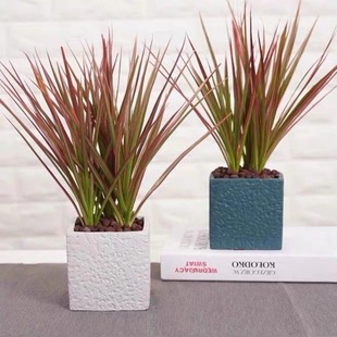 Thousand-Year-Old Wood Colorful Iron Potted Large Seedlings Three-Color Dragon Blood Tree Soil Culture Hydroponic Plants Living Room Absorb Formaldehyde Green Plants