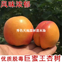 巨蜜王油杏树苗嫁接特大早熟杏子苗盆地栽室外南北方种植当年结果