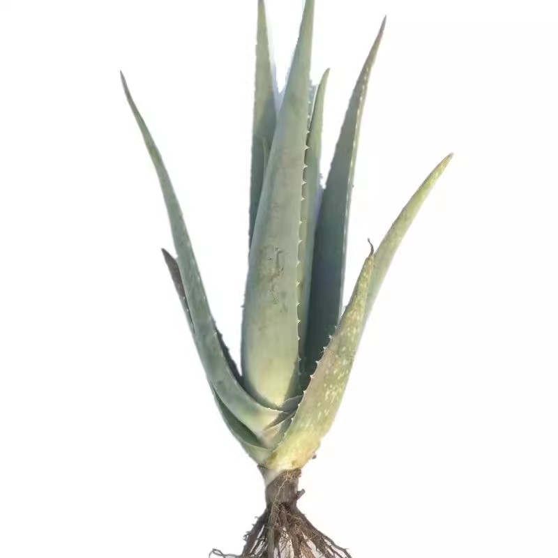 3년생 모종 약 1.0kg 중량/1그루