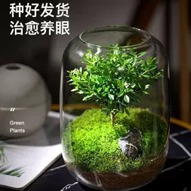 微景观瓶;玻璃杯;水培植物瓶