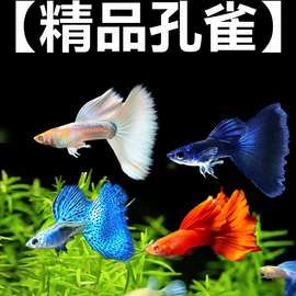 孔雀鱼鱼苗观赏鱼活体热带小型淡水好养耐活红绿灯斑马凤尾小鱼