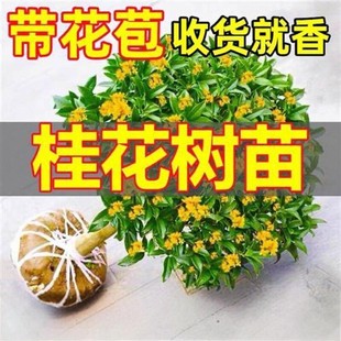 �𻨘����ļ������Կ�ʳ���_�������҃��̨ͥԺ�����ͻ���ֲ��