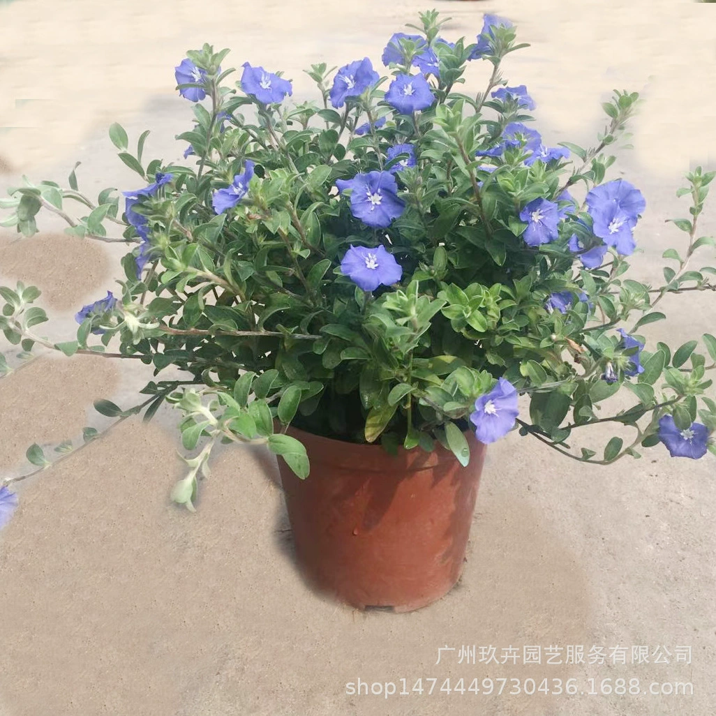 Голубая звезда цветок полевая рассада в горшке гостиная балкон горшечный цветок смотровое растение Парк двор комната просмотр цветов зеленое растение