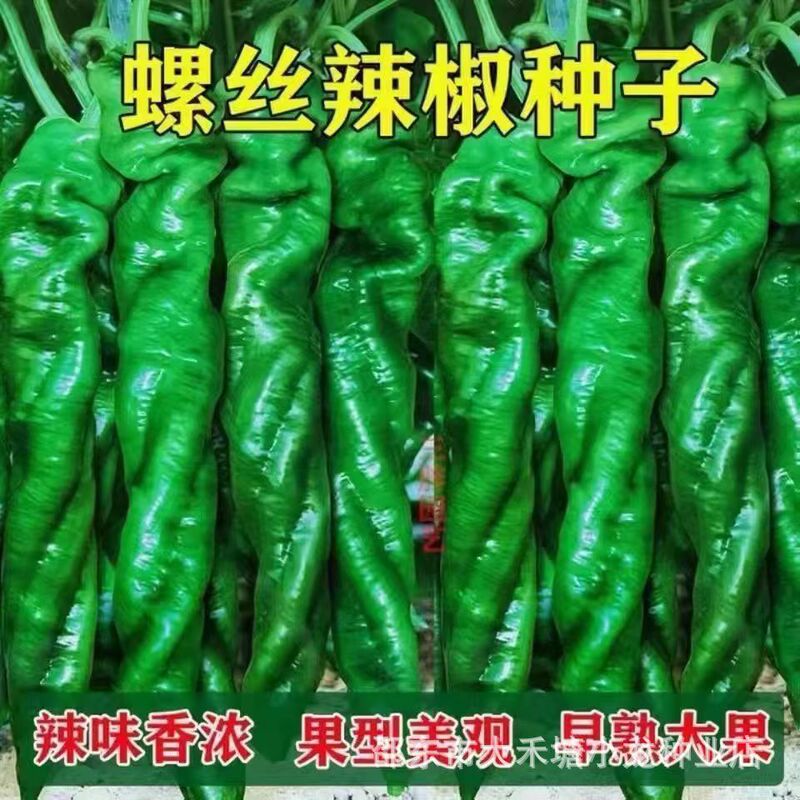 Four Seasons Screw Pepper Seeds Spring Sowing High Yield Pepper Seeds Field Courtyard Vegetable Screw Pepper Seeds Spicy