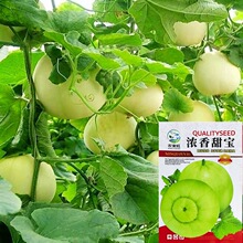 ������ϷN���������ۼtȿ�ְ�ɳ����G��ʯ��Ƥ�������ˮ����