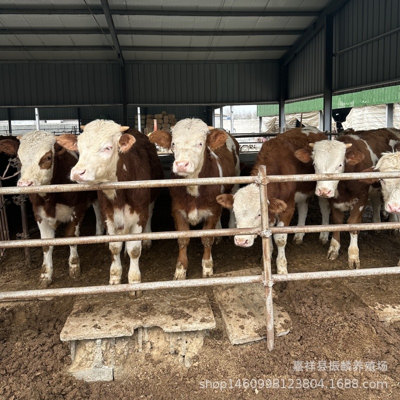 改良鲁西黄牛 育肥肉牛犊 西门塔尔牛养牛场 小牛犊价格