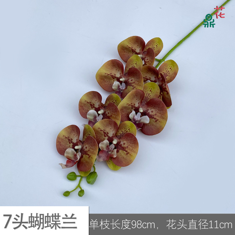 7 phalaenopsis GFG #27 다크 브라운 그린
