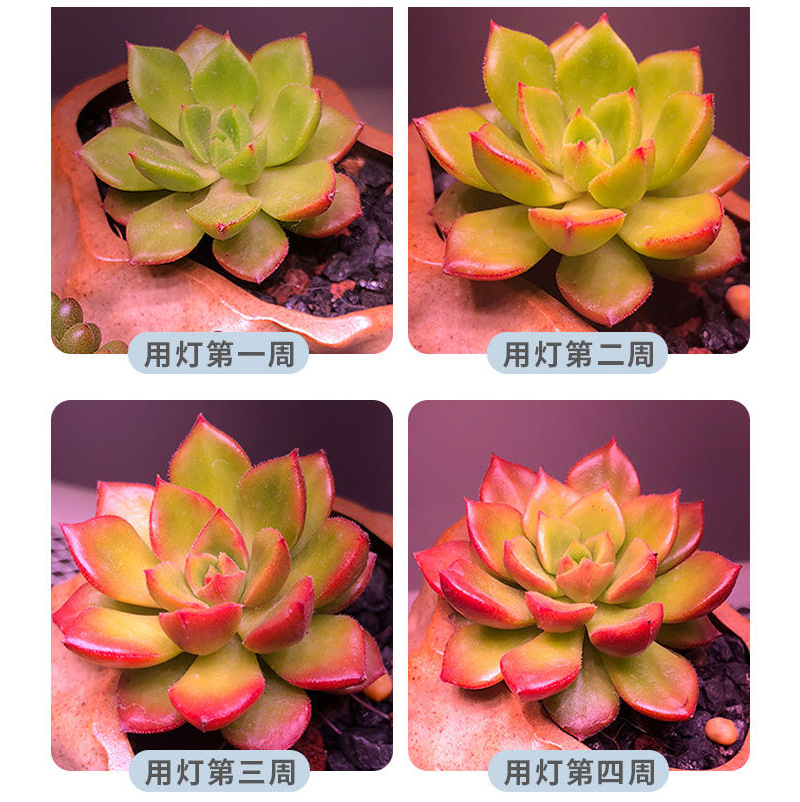 Lámpara de crecimiento de plantas integrada T8 transfronteriza, cultivo de tejidos LED, lámpara de planta de plántulas, luz de relleno de plantas vegetales en invernadero image 3
