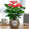 Red palm flower potted Palm Palm white palm flower indoor hydroponic cultivation four seasons flowers and plant green plants