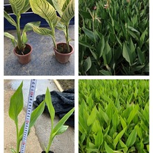 花叶美人蕉 基地直供 粉花美人蕉小苗 黄花美人蕉袋苗 品种多样