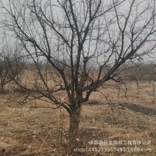 Pomegranate Saplings, Clustered Pomegranate Courtyard Community Greening, Northern and Southern Greening Planting, Clustered Flower Pomegranate Saplings