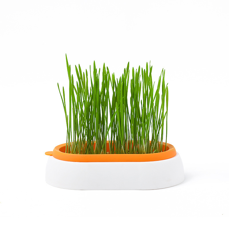 Placa de cultivo de plantas transfronterizas de hierba de gatos en maceta sin suelo hidroponía de gatos menta para el cultivo de hierba de lana para gatos