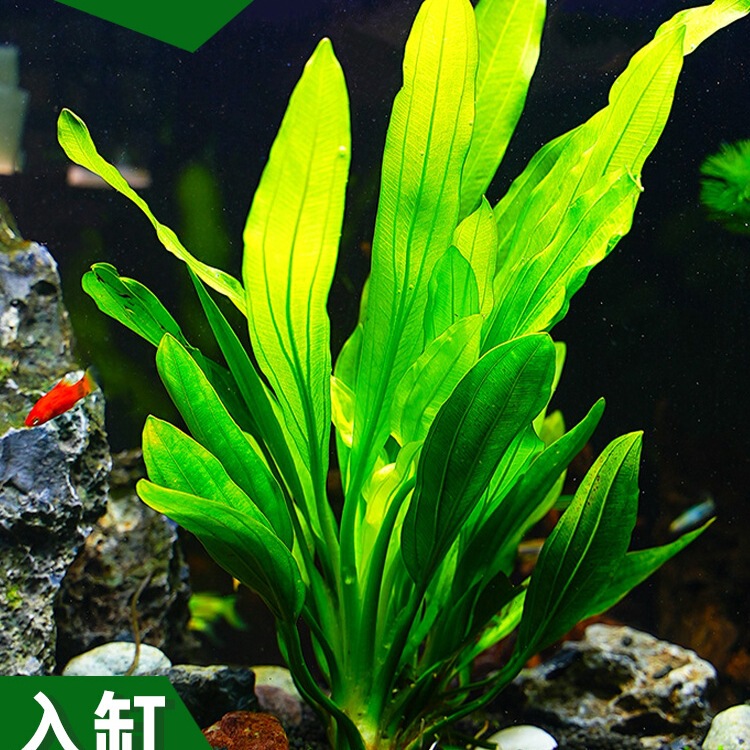 Fish Tank Aquatic Plants Real Grass Landscaping Package Full Set of Negative Aquatic Plants Green Plant Decoration Centipede Grass Water Fig Aquatic Plants