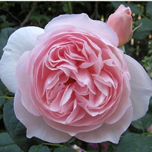 遗产(heritage)灌木月季强香抗寒奥斯汀经典 粉色柠檬香气盆栽地