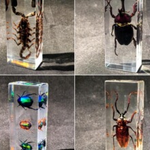 真实昆虫树脂标本琥珀真虫桌面摆件金龟子蝎子独角仙标本台饰