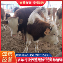 四川哪里有卖西门塔尔牛 小牛犊多少钱一头 大型肉牛养殖场