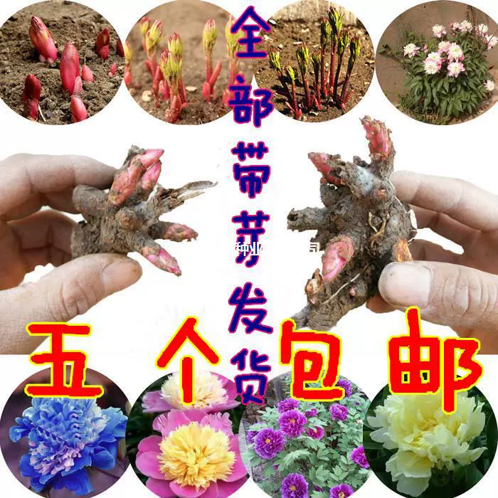 Многолетний пион корневой блок с бутоном пиона семена корень пиона цветок