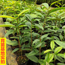 �𻨲����Է����S�׽�軨�Sɫ�軨�������Ԏ������ļ����G���ܾG