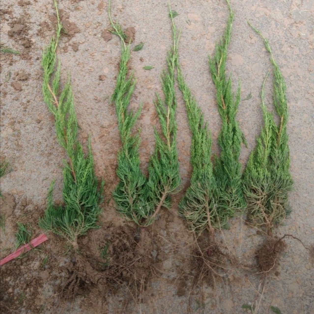 Саженцы кипариса, маленькие саженцы кипариса, саженцы кипариса, маленькие деревья кипариса, кипарис, маленькие саженцы зелени, саженцы деревьев и кустарников.