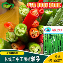 长线王中王线椒种子 农田菜地盆栽香辣椒长肉厚杂交辣椒籽