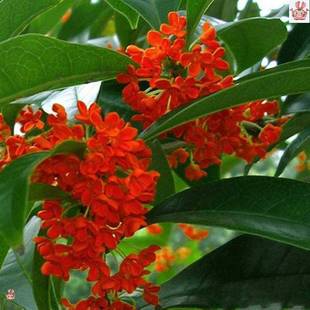 �t�𻨘���t������Ѫ���ɫѪ�tɫ����/���Լ޽�Ǥ���箔���_��