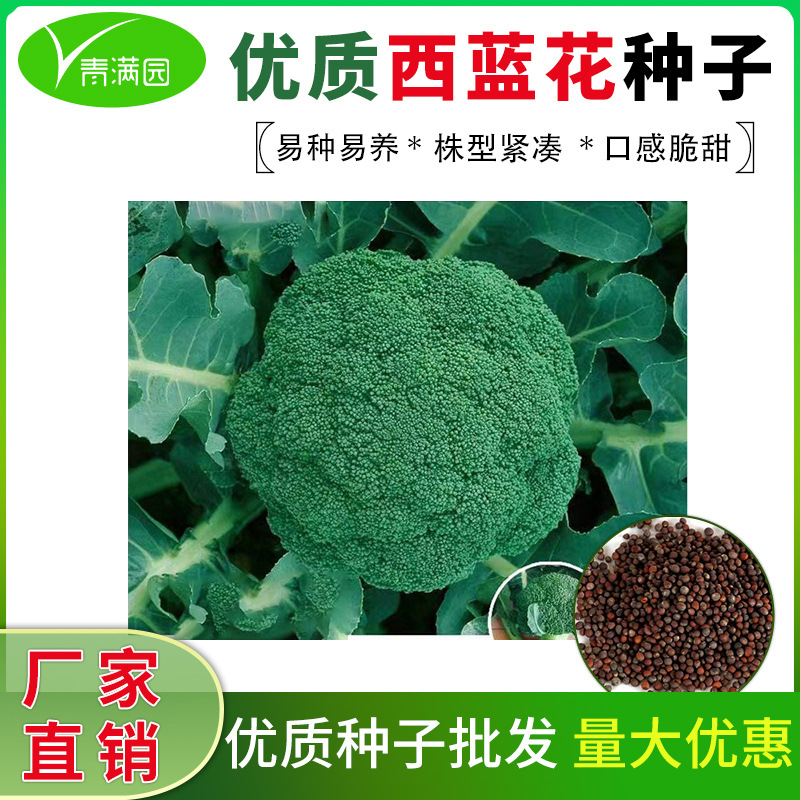 西兰花种籽春秋季花椰菜蔬菜种孑耐寒绿菜花四季松花菜种子