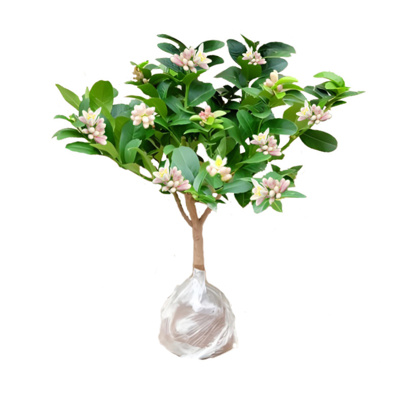 Perfume, árbol joven en maceta de limón con flores, flores comestibles con sabor a Luzhou, balcón, patio, pilas antiguas, resultados de la plantación