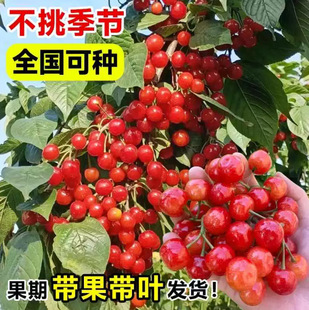 �S�ۙ��Ҙ���޽Ӵ�����缃��ˮ�����Ҙ��m�Ϸ������Nֲ����Y��