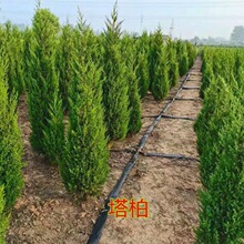 lɘ绨ľȰذؘu猚ɰؘAؘ]һ