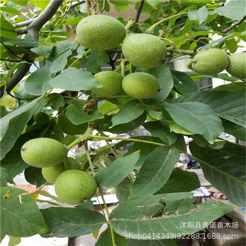 基地供应新品种核桃树 批发薄皮核桃树 挂果多当年结果
