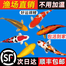 纯种锦鲤鱼活鱼苗观赏鱼冷水小锦鲤淡水鱼金鱼红鲤鱼小型好养耐活