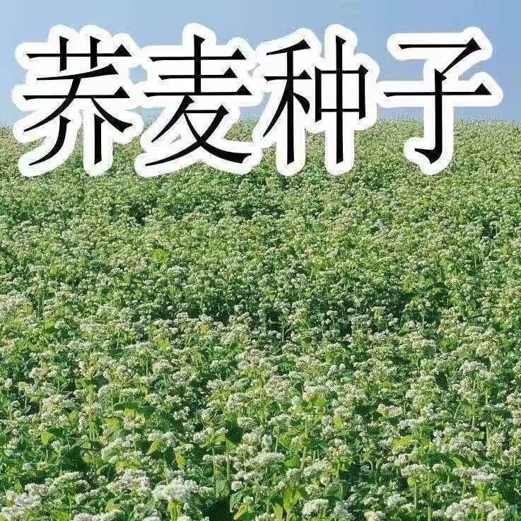 Оптовая продажа семена гречневой крупы Гречневая крупа семена гречихи ростки пшеницы семена