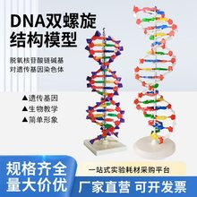 DNA双螺旋结构模型大号高中分子结构模型60cmJ33306脱氧核苷酸链