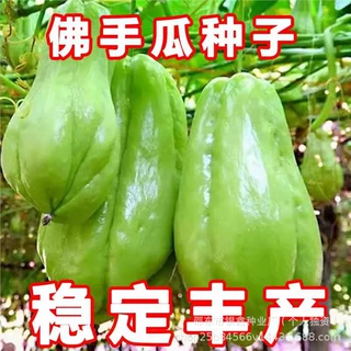 佛手瓜种子新款原装优质香脆球形农用瓜果蔬菜佛手瓜果庭院菜种籽