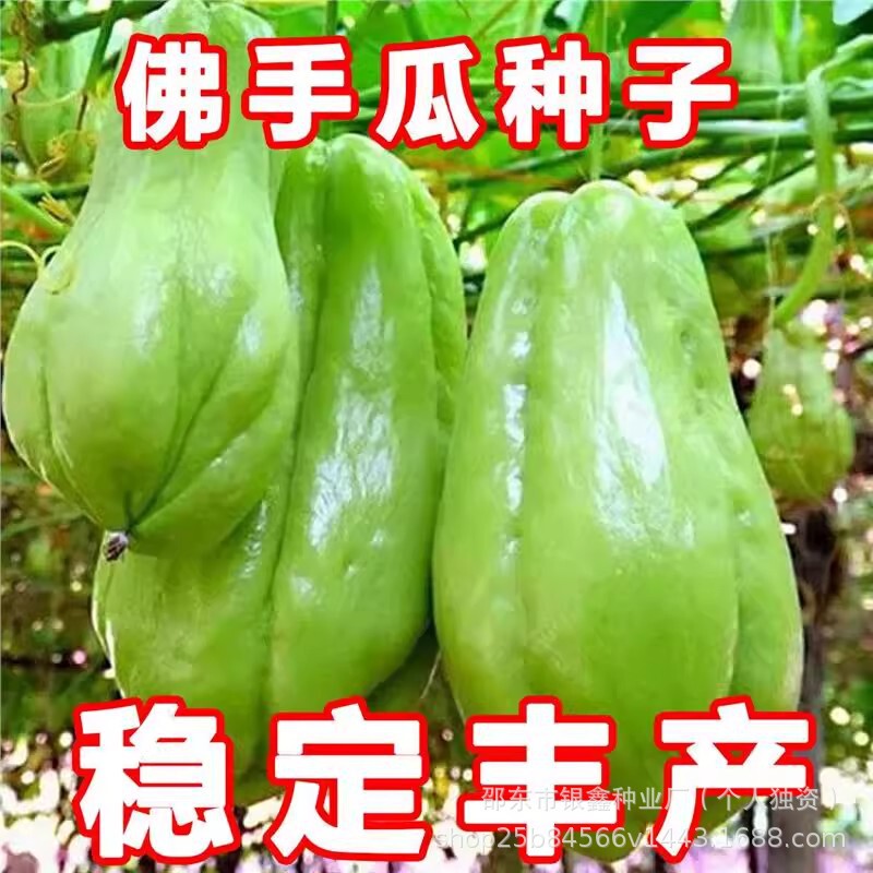 Bitter Melon Seeds New Original High-Quality Crispy Spherical Agricultural Melon and Vegetable Bitter Melon Fruit Garden Vegetable Seeds