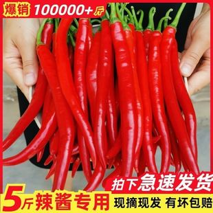 �F�����r�t�������G�l�t�����t�������������r���ԷN�߲��L����